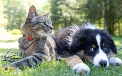 La durée de vie des chiens et chats : Comment l’améliorer ?