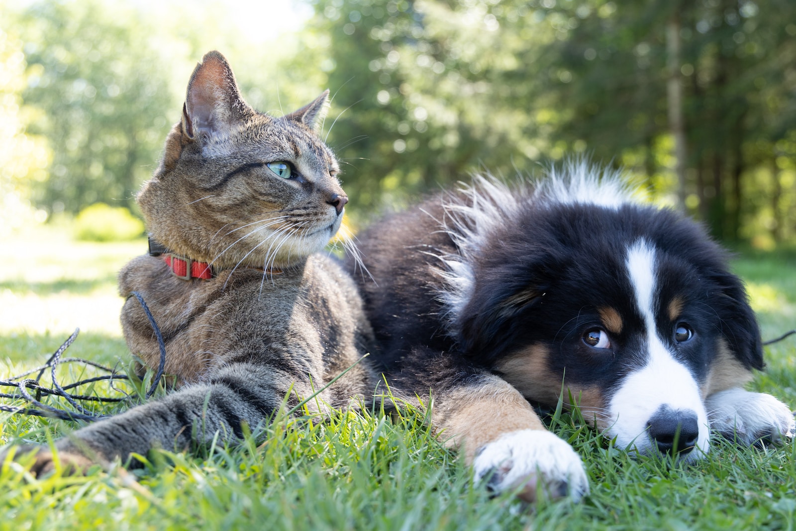 ameliorer longevite chat et chien